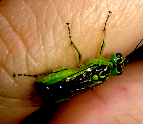 Tenthredinidae : Rhogogaster da ID